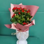 گیاه کالانکوئه برای تزئین میز کار