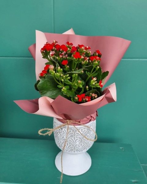 گیاه کالانکوئه برای تزئین میز کار