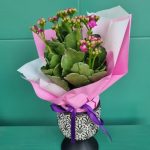 خرید کالانکوئه برای فضای سبز حیاط