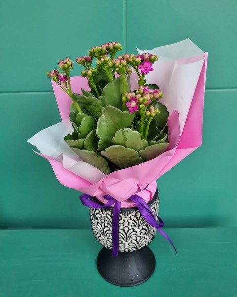 خرید کالانکوئه برای فضای سبز حیاط