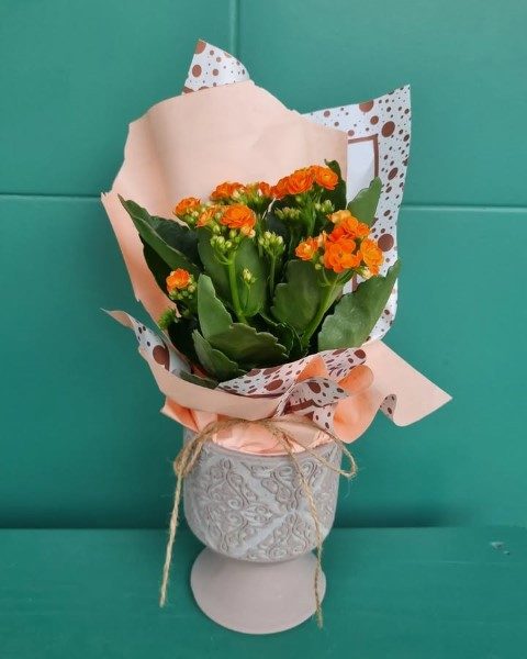 خرید کالانکوئه برای تزئین خانه