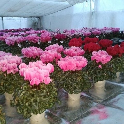 خرید گل سیکلامن برای دکوراسیون خانه