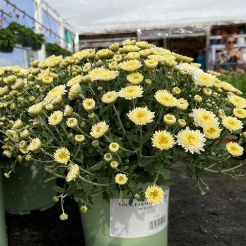 خرید گل داوودی برای تزئین فضاهای بیمارستانی