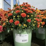 گل داوودی برای تزئین فضای ورودی خانه