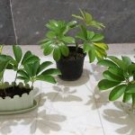 خرید شفلرا برای دکوراسیون داخلی منزل