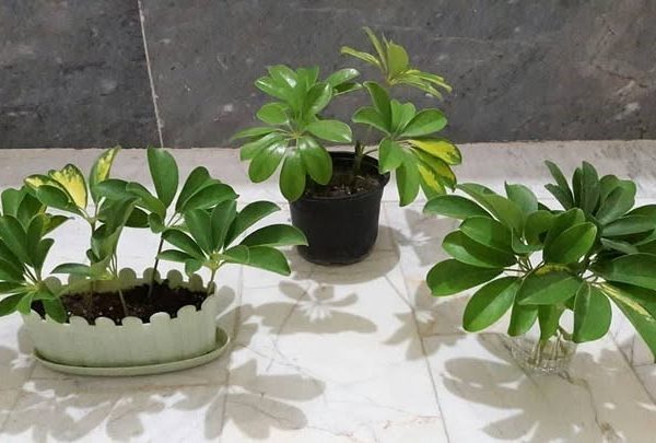 خرید شفلرا برای دکوراسیون داخلی منزل
