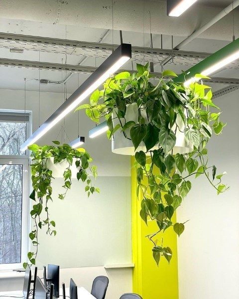 استفاده از فیلودندرون برگ قلبی در فضاهای باز