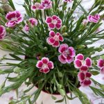 سفارش میخک برای زیباسازی فضای باز