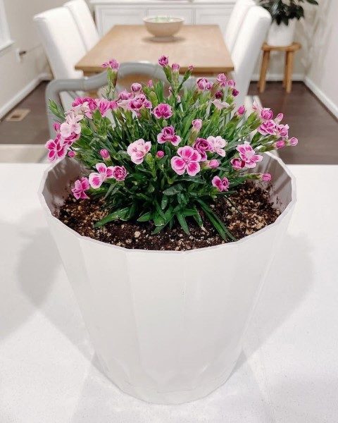 سفارش میخک برای مراسم و جشن‌ها
