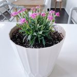 میخک گیاهی مناسب برای کاشت در گلدان