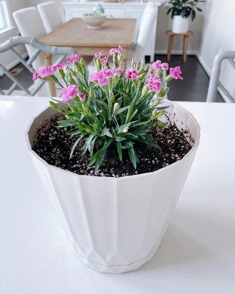 میخک گیاهی مناسب برای کاشت در گلدان
