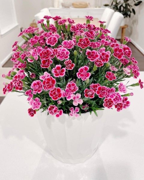 میخک گیاهی با دوام برای نگهداری در خانه