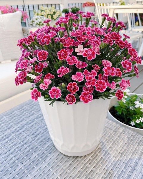 خرید میخک برای تزئین فضای داخلی