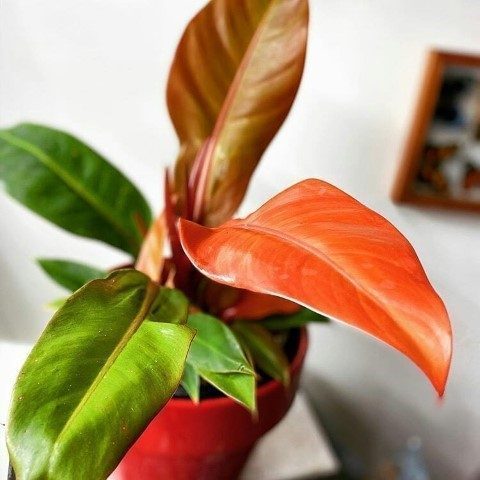 خرید فیلودندرون شاهزاده برای فضاهای نیمه روشن