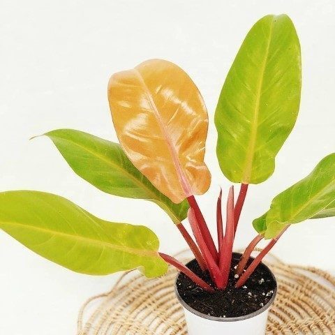 خرید فیلودندرون شاهزاده برای دکوراسیون داخلی