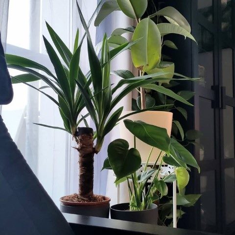گیاه یوکا فیلی برای ایجاد فضای سبز در فروشگاه‌ها