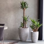 خرید یوکا فیلی برای تزئین فضای داخلی ویلا