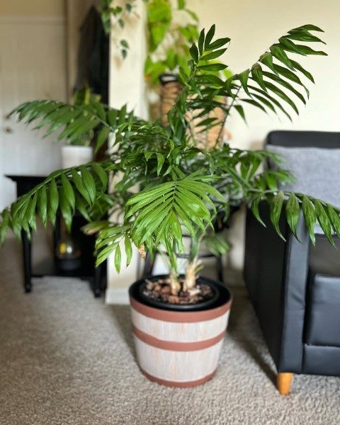 خرید نخل شامادورا برای دکوراسیون مدرن و مینیمال