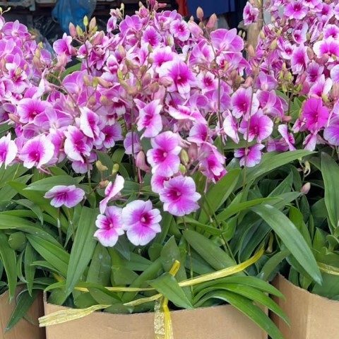 ارکیده دندروبیوم مناسب برای دکوراسیون اتاق خواب