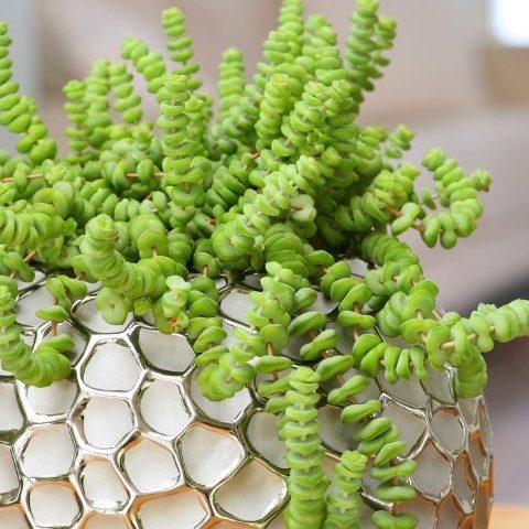 خرید کراسولا پرفوراتا برای اتاق خواب