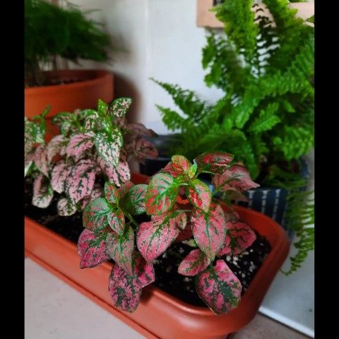 خرید گیاه گل سنگ برای فضای سبز داخل آپارتمان