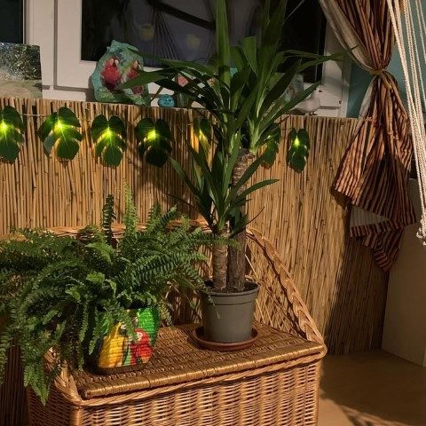 گیاه یوکا فیلی برای طراحی فضای سبز در دفاتر کار