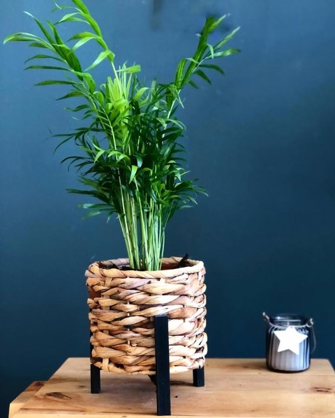 نخل شامادورا برای خانه‌های آپارتمانی