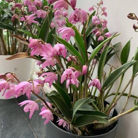 ارکیده دندروبیوم برای طراحی فضای داخلی گالری‌های هنری
