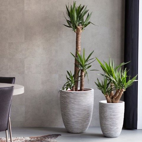 گیاه یوکا فیلی برای استفاده در طراحی فضاهای ویلایی