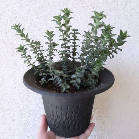 خرید اینترنتی کراسولا پرفوراتا برای پاسیو