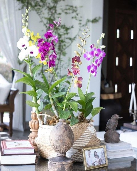 ارکیده دندروبیوم برای دکوراسیون محیط‌های رسمی