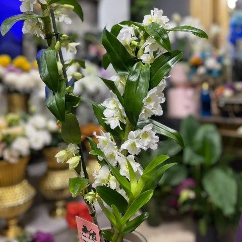 خرید ارکیده دندروبیوم برای طراحی فضای سبز کلینیک‌های پزشکی