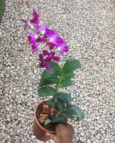 خرید ارکیده دندروبیوم برای هدیه به عزیزان