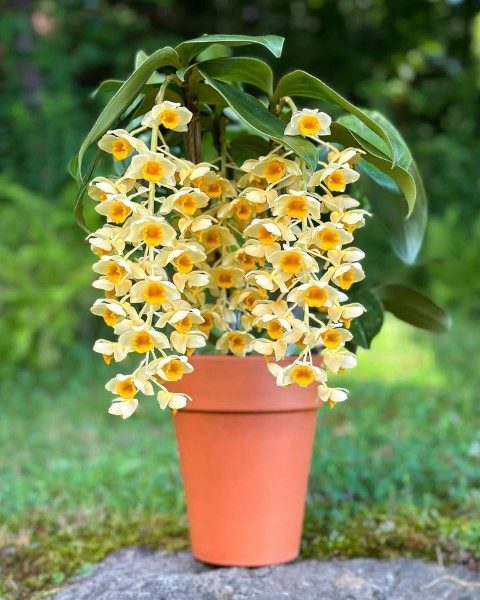 سفارش ارکیده دندروبیوم برای طراحی فضای سبز محیط‌های کاری