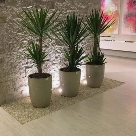 استفاده از گیاه یوکا فیلی برای تزئین دیوارهای سبز