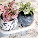 گل سنگ مناسب برای استفاده در فضای سبز بیمارستان
