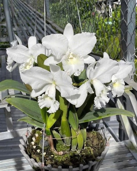 خرید ارکیده دندروبیوم برای طراحی داخلی فضاهای کاری مدرن