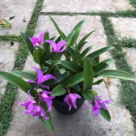 سفارش ارکیده دندروبیوم برای طراحی تراس آپارتمان