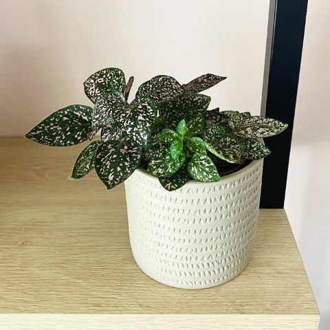 خرید گل سنگ برای طراحی فضای سبز در فضاهای آموزشی