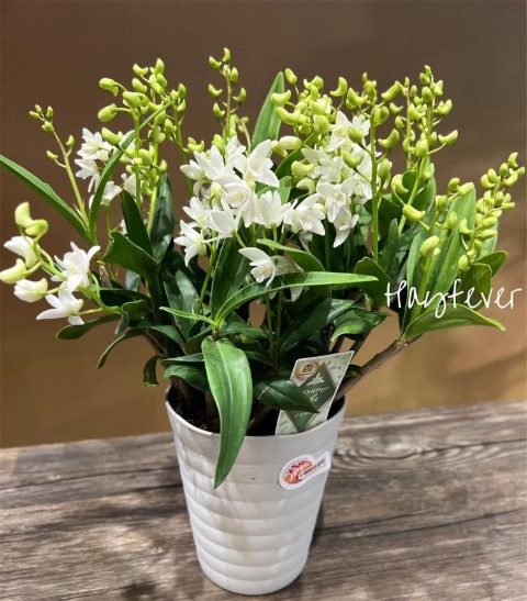 خرید ارکیده دندروبیوم برای طراحی دکوراسیون جشن‌های کوچک