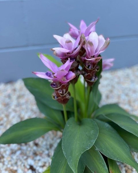خرید لاله تابستانی برای تزئین فضای خارجی خانه