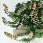 کراسولا پرفوراتا مناسب برای فضاهای کم‌نور