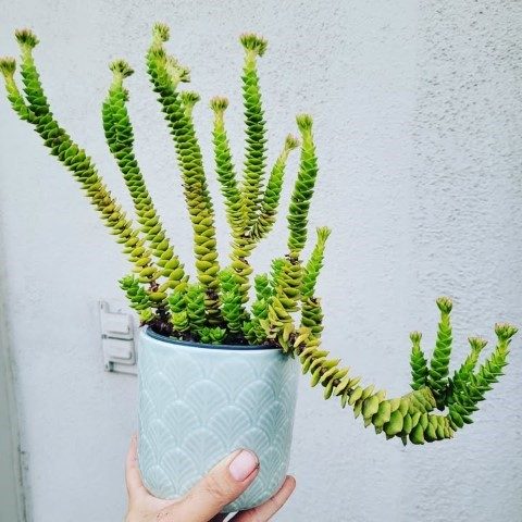 سفارش کراسولا پرفوراتا برای فضای مطب