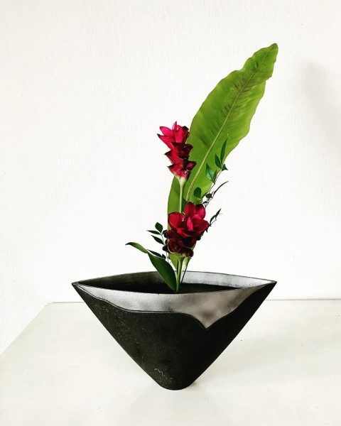 خرید لاله تابستانی برای تزئین باغ و فضای سبز