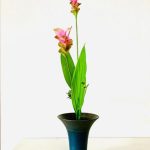 لاله تابستان و اهمیت آن در خلق فضای زیبا و دلنشین