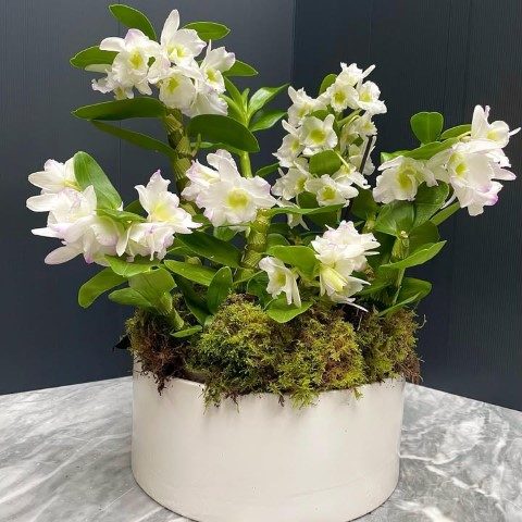خرید ارکیده دندروبیوم برای تزیین اتاق نشیمن