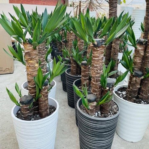 گیاه یوکا فیلی برای تزئین فضای سبز در محیط‌های آموزشی