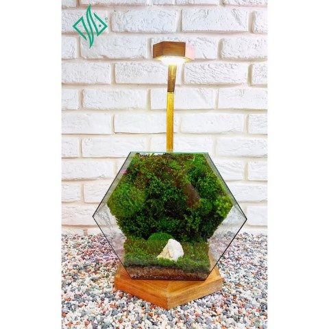 موساریوم به عنوان یک گیاه مناسب برای هدایای سبز