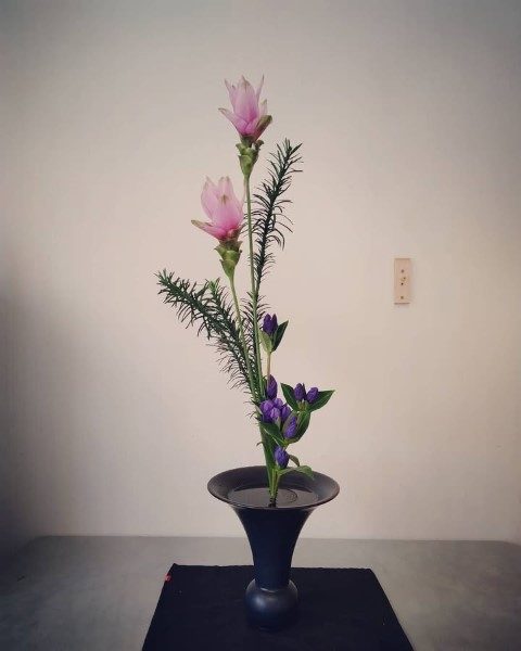لاله تابستان برای طراحی فضای سبز آپارتمانی