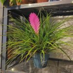 خرید وریزیا برای استفاده در فضاهای درمانی